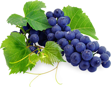 Vinogradi Komarna