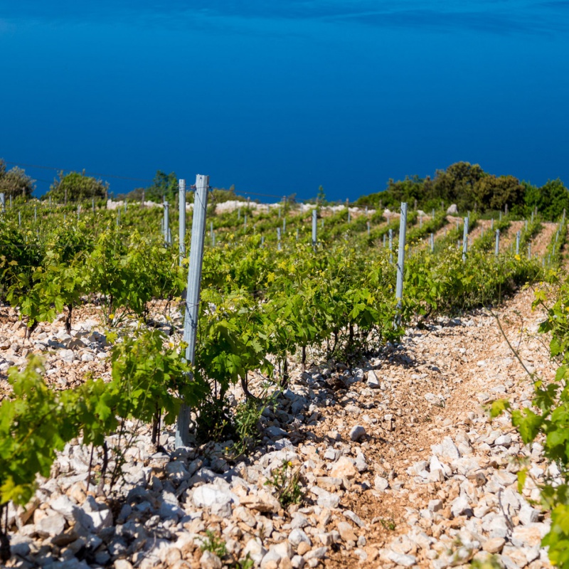 Vinogradi Komarna
