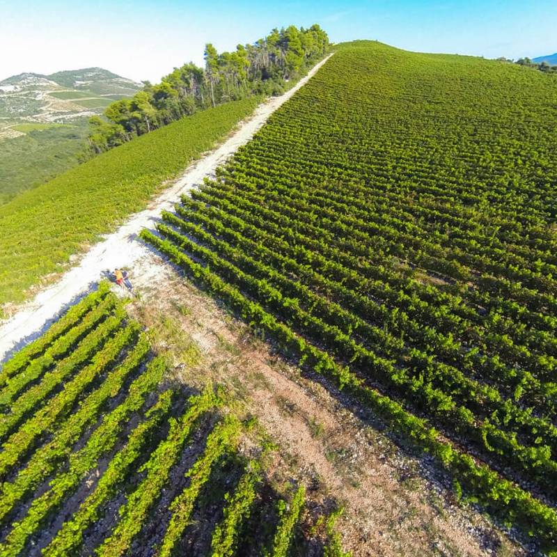 Vinogradi Komarna